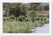 14SerengetiDayGameDrive - 149 * Marabou Stork.